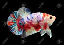I got a halfmoon betta fish and we got him a half gallon aquarium. Betta Candy Nemo Halfmoon Plakat Hmpk Male Or Plakat Fighting Stock Photo Picture And Royalty Free Image Image 145124482