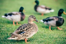 The silver appleyard duck was created by reginald appleyard on his farm called priory waterfowl farm at ixworth near bury st. The Best Duck Breeds For Beginners Weed Em Reap