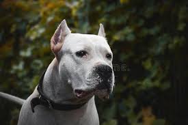 Is it normal for dogo argentino to have black spots? 603 Dogo Argentino Photos Free Royalty Free Stock Photos From Dreamstime