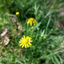 Image result for Senecio madagascariensis