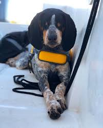 This is my bluetick coonhound arie luyendyk, after the racecar driver. How This Alabama City Rallied Behind Oscar The Blind Dog Al Com