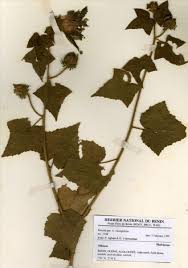 Image result for Hibiscus rostellatus