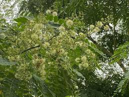 Image result for Otholobium foliosum