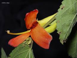 Image result for Helicteres