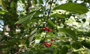 Image result for Linderniella gracilis