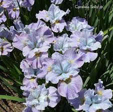 SibCarelessSally < Sib < Iris Wiki