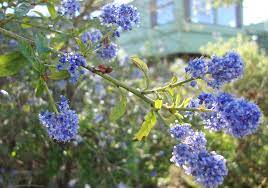 See more ideas about california garden, blue flowers, flowers. Tree Naturally Beautiful