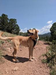Moriarty & estancia valley regional animal shelter. 27 Rio Rancho Animal Shelter Tips Sean