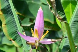Image result for Musa ornata