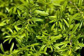 Image result for Satureja