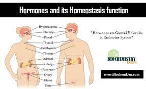 Hormones Endocrine System And Homeostasis In Vertebrates Endocrine System Hormones Endocrine
