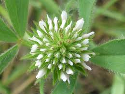 Image result for Trifolium spumosum