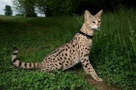 The females are usually fertile from the first generation. Savannah Cat Size Diet Temperament Price