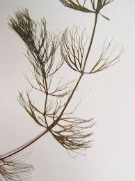 Image result for Ceratophyllum