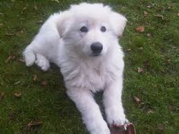 We have 3 long hair german shepherd females puppies ready to leave.both mum and dad are our family pets and can be seen by appointment.puppies are kc registered, health checked,micro chipped and vaccinated.both parents are extra large ,long haired and big boned with great temperament. White Long Haired German Shepherd Puppies Image German Shepherd Puppies German Shepard Puppies German Shepherd Puppy Images