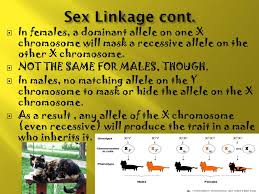 A single recessive gene on that x chromosome will cause the disease. Chromosomes And Inheritance Ppt Download