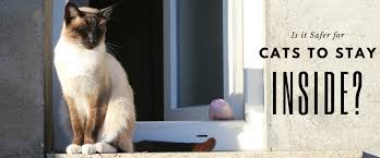 She holds a diploma in canine behavior counseling from the american college of applied science (acas). Is It Safer For Cats To Stay Inside
