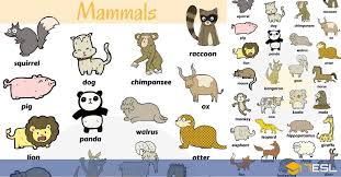 List Of Mammals Useful Mammal Names With Pictures 7esl Mammals Animals Name In English Animals For Kids