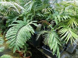 Image result for Stangeria eriopus