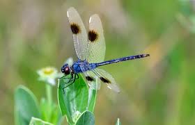 The colors, shapes, and behavior can inspire interpretation and design, and. Dragonfly Meaning In Feng Shui Placement Tips Lovetoknow