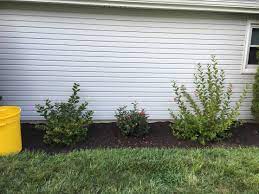 Top reasons to grow sonic bloom ® ghost ® weigela: What S Wrong With My Sonic Bloom Weigela Gardening Landscaping Stack Exchange