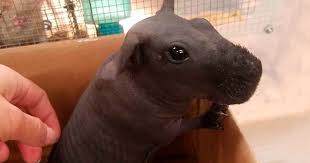 A stock of hairless pigmented guinea pigs was developed to facilitate studies of mammalian pigmentation. 8 Hairless Guinea Pigs That You Could Mistake For Tiny Hippos Bored Panda