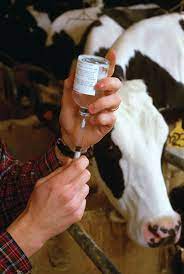 Basic Livestock Care Skills Animals Grit Magazine Raising Farm Animals Mini Cows Cattle Ranching
