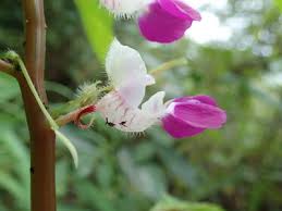 Image result for Impatiens burtonii