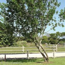 Image result for Conocarpus erectus