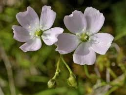 Image result for Droseraceae