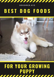 Best Dog Foods For Your Growing Puppy Dekorasyon