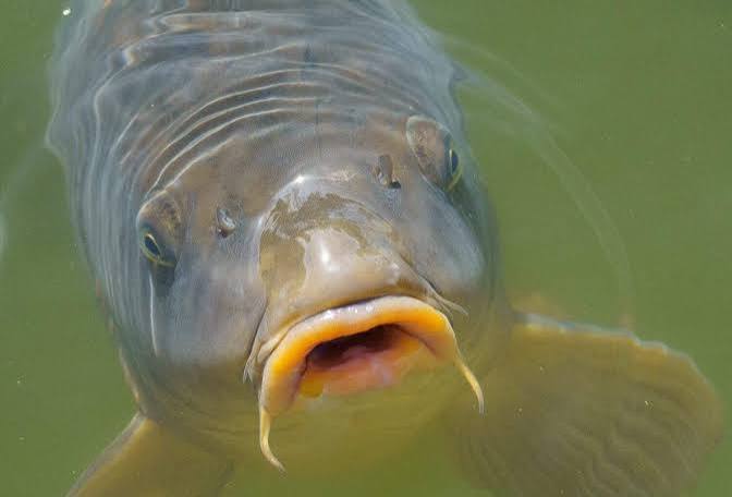 Common Carp Animal Facts - Cyprinus carpio - A-Z Animals