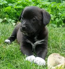 Black And White Border Collie Beagle Mix Pin On Dogs And Puppies