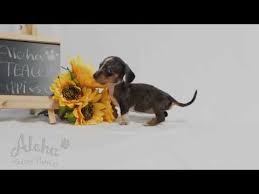 If you require a pup with breeding rights or for show quality with a top pedigree then expect to pay from $4,700 upwards to $9,000 or even more. Mini Dachshund Puppies For Sale Texas 07 2021