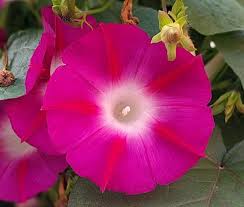 Image result for Ipomoea rubens