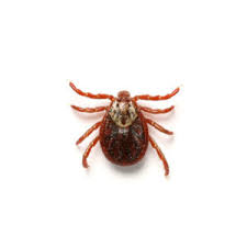The most common tick seen in south florida is the brown dog tick. Flea Tick Mite Identification Habits Behavior Florida Pest Control