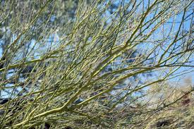 Image result for Oldfieldia macrocarpa