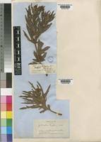 Image result for Jatropha schlechteri