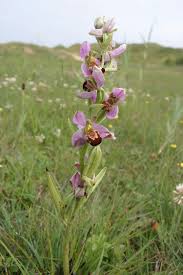Mint, oregano, thyme, and lavender are very appealing to bees. Ophrys Apifera Bee Orchid Orchidaceae
