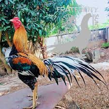 Jenis ayam bangkok dan ciri fisiknya yang berkualitas juara ayam bangkok memang sudah sangat terkenal di kalangan pencinta ayam aduan dalam pertarungan. Jual Telur Ayam Bangkok Ekor Lidi Asli Shopee Indonesia