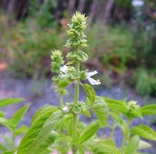 Image result for Ocimum angustifolium