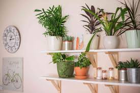 We did not find results for: 10 Houseplant Decor Ideas For Big Impact