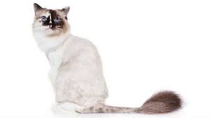 This can help groom a long haired cat with a really thick coat like a siberian. Useful Anti Matting Cat Hair Cuts Petcarerx