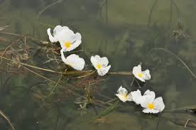 Image result for Ottelia fischeri