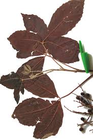 Image result for Allophylus abyssinicus