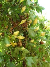 Image result for Merremia verecunda