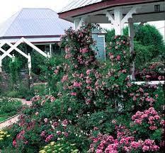 Climbing Pinkie Rose From The Antique Rose Emporium Ours Is Trained In Front Of Our Bathroom Window Which Adds Priv Antique Roses Climbing Roses Easy Garden
