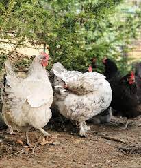Sprayed it outside on the deck and so far the ants are gone. Poultry Mites Natural Prevention And Treatment For Your Chickens Fresh Eggs Daily