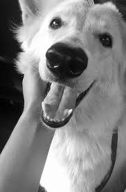 Black And White Shepherd Dog White Shepherd Dog With Images Black German Shepherd Dog Shepherd Dog Breeds