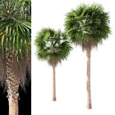 It is reportedly naturalized in florida, california, hawaii, texas, parts of the canary islands, france, italy, israel, lebanon, spain, and réunion. 3d Washingtonia Robusta Mexican Fan Palm 2 Cgtrader